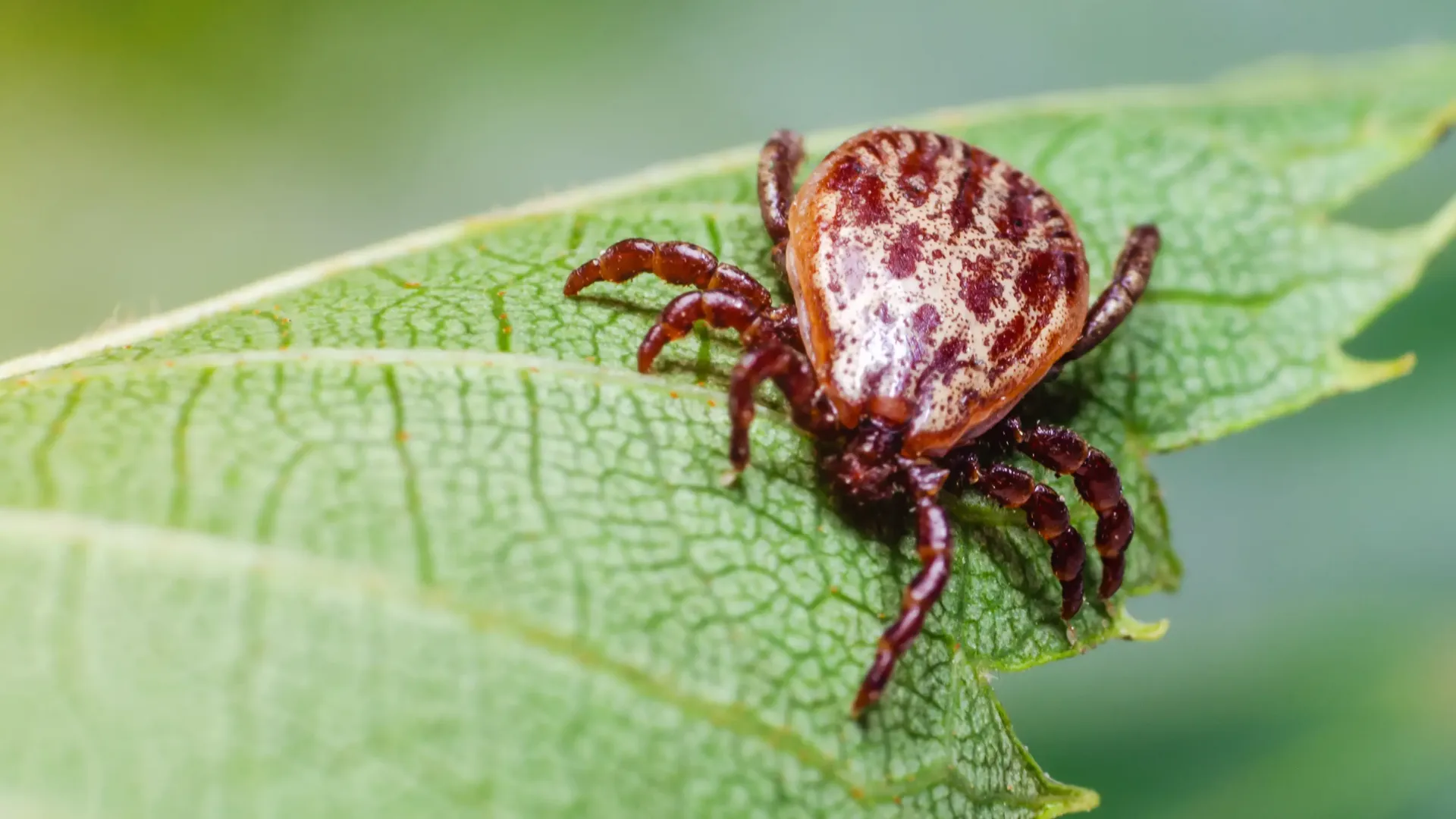 Top Rated Pest Control in Monsey NY