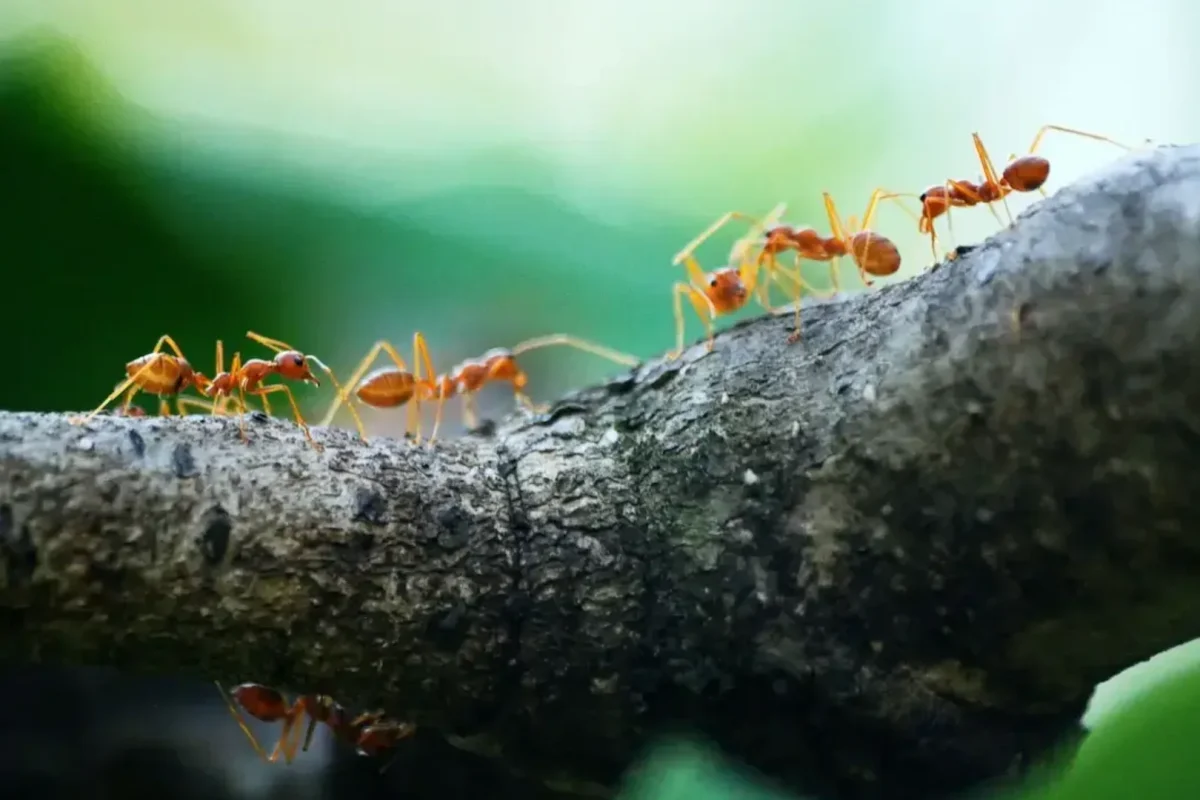 Ant Control