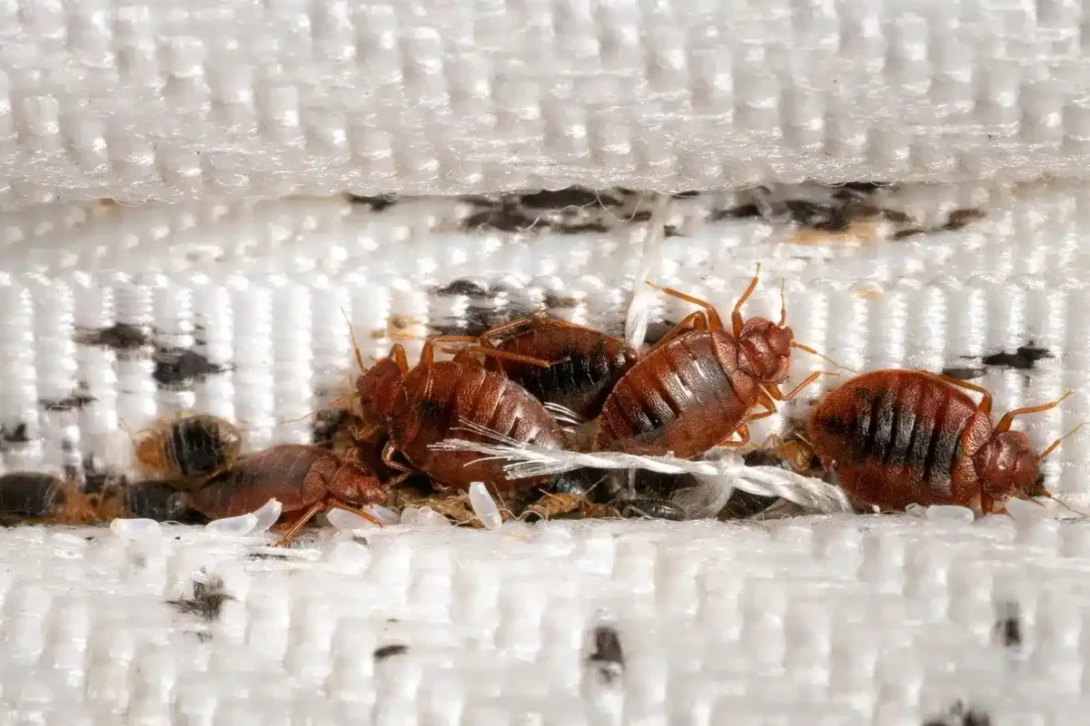 Bed Bugs Control