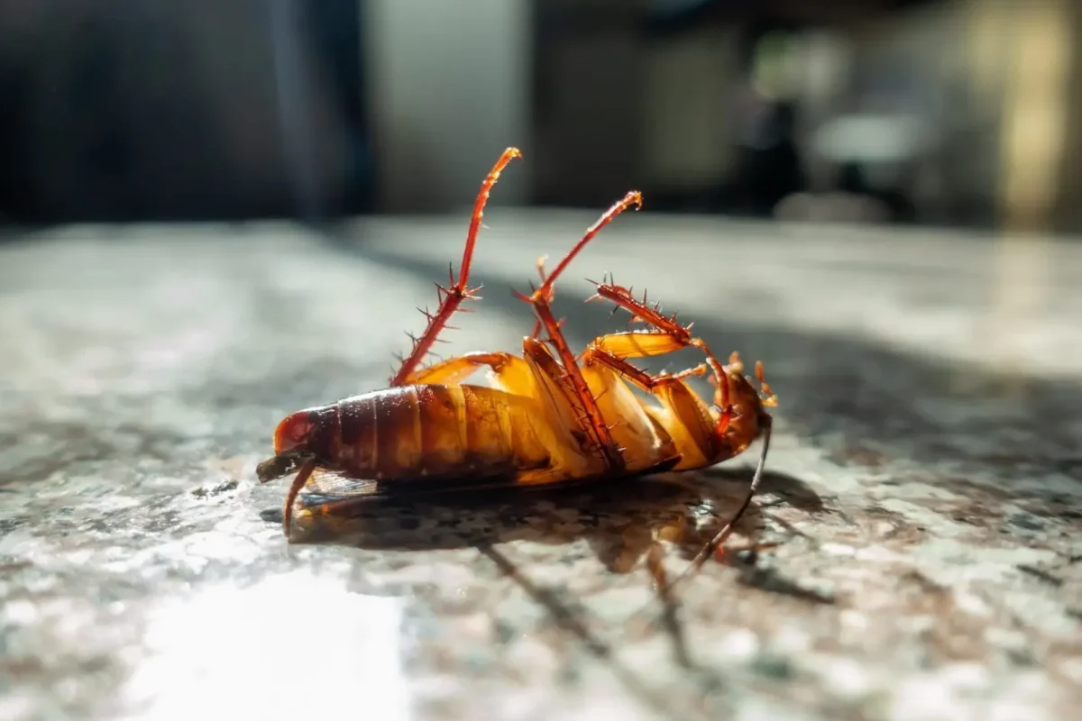 Cockroach Control