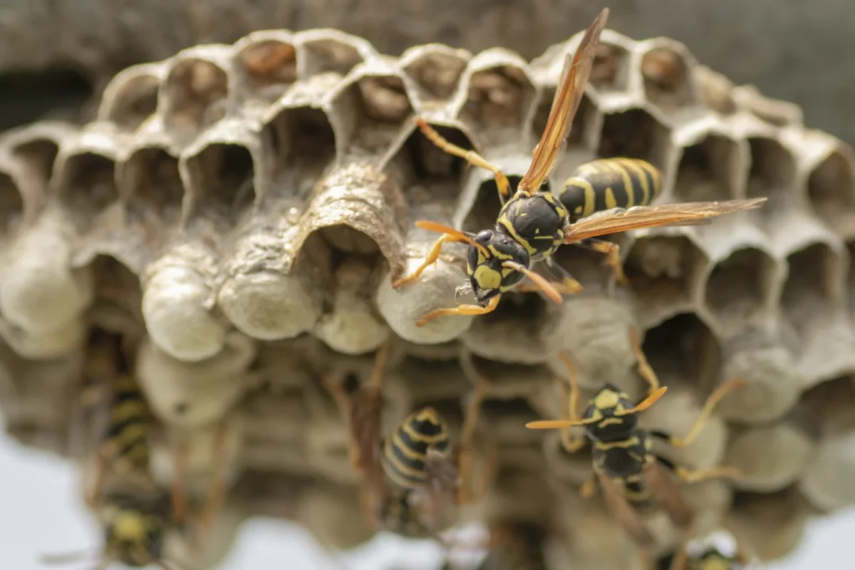 Paper Wasps Control