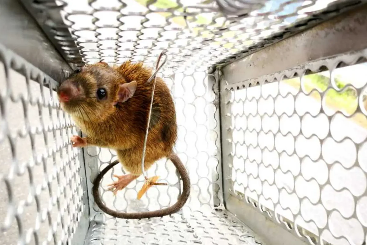 Rodent Control
