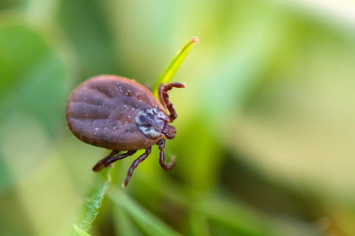 Ticks Control